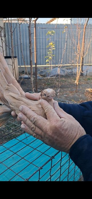 Продаётся голубка