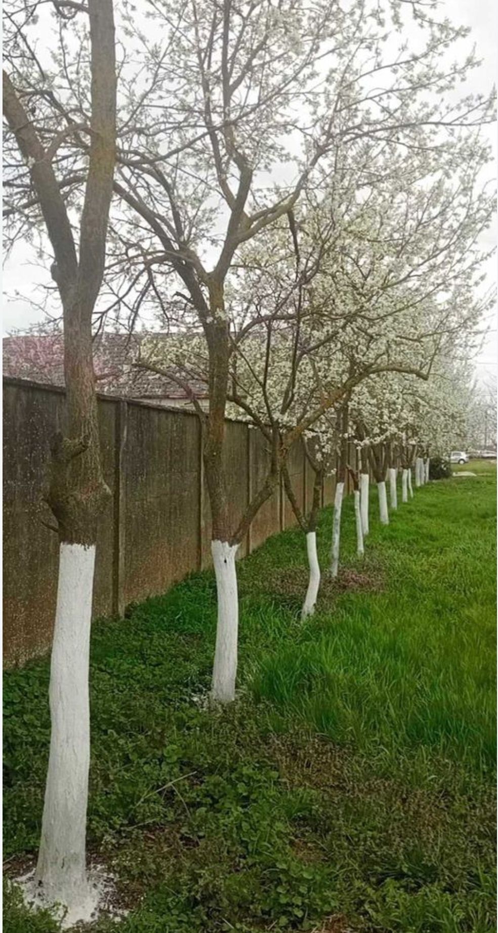 Vând casă în Com. Șimand, Jud. Arad
