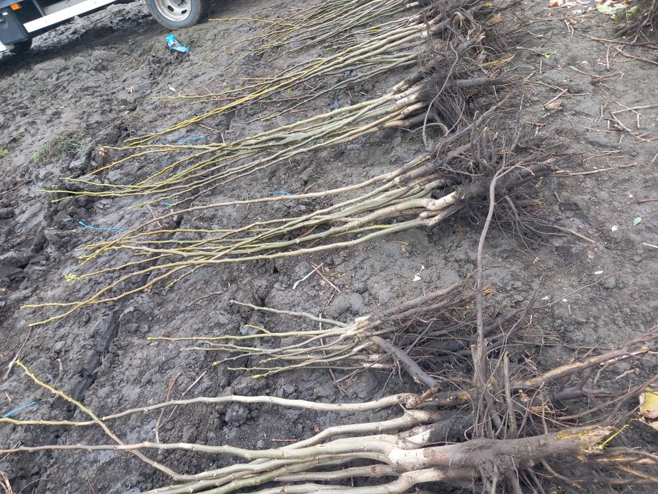 Vând Pomi fructiferi altoiți