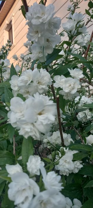 Продам саженцы жасмина