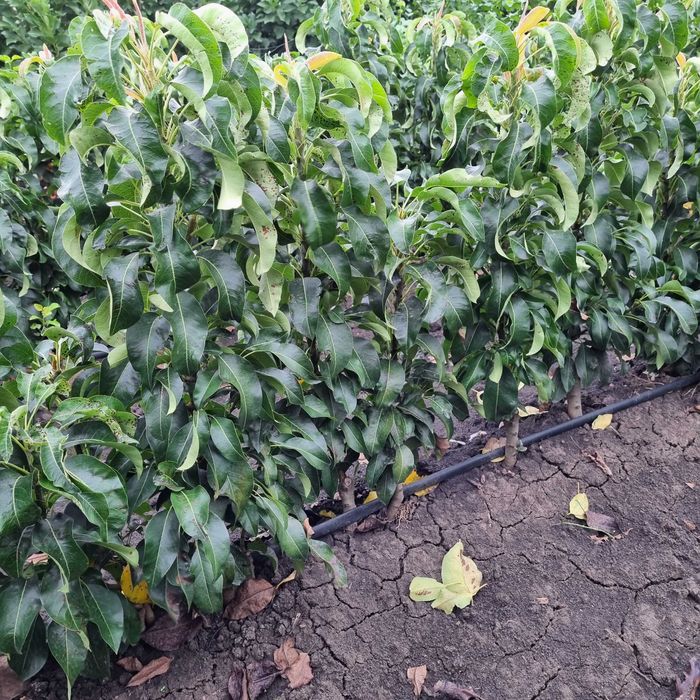 Pomi fructiferi ,vita de vie si nuc