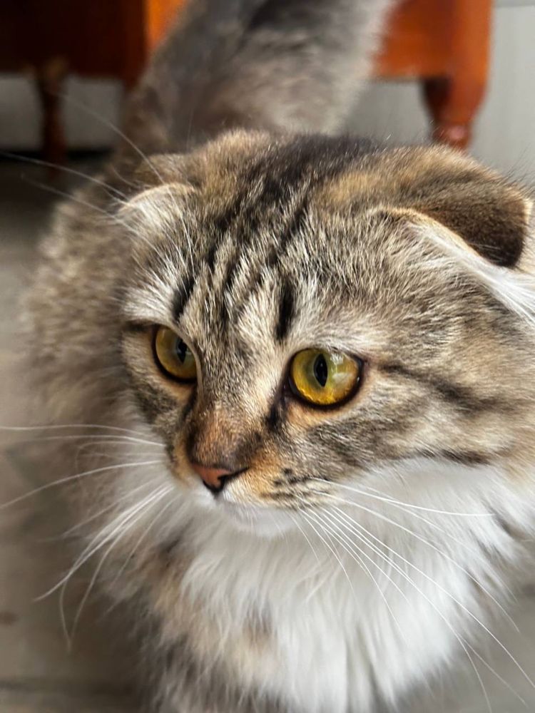 Кошки Британский + Турецкий