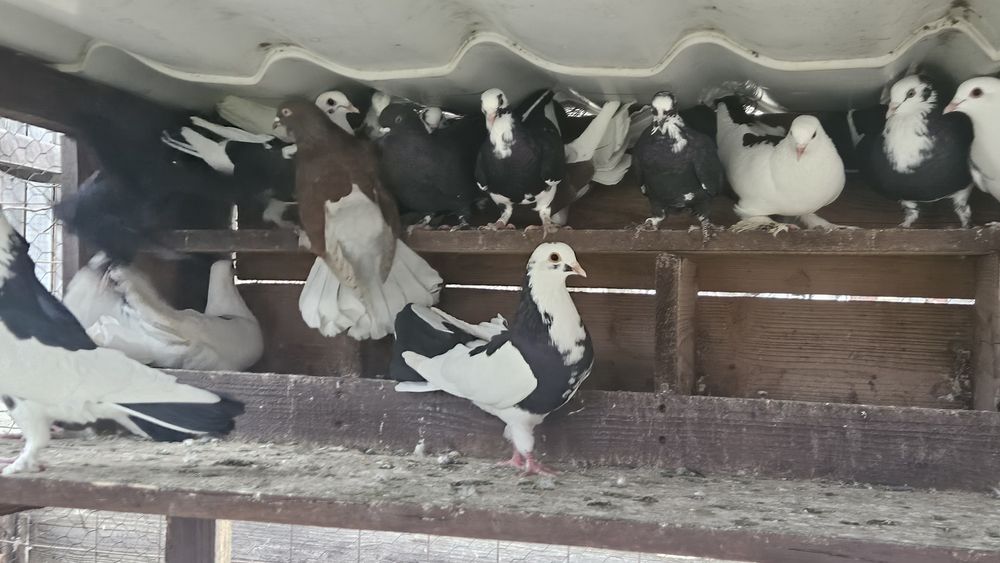 Vând 10 porumbei albi cu negru