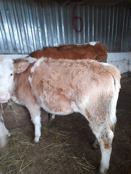 Vitele baltate de 4 luni