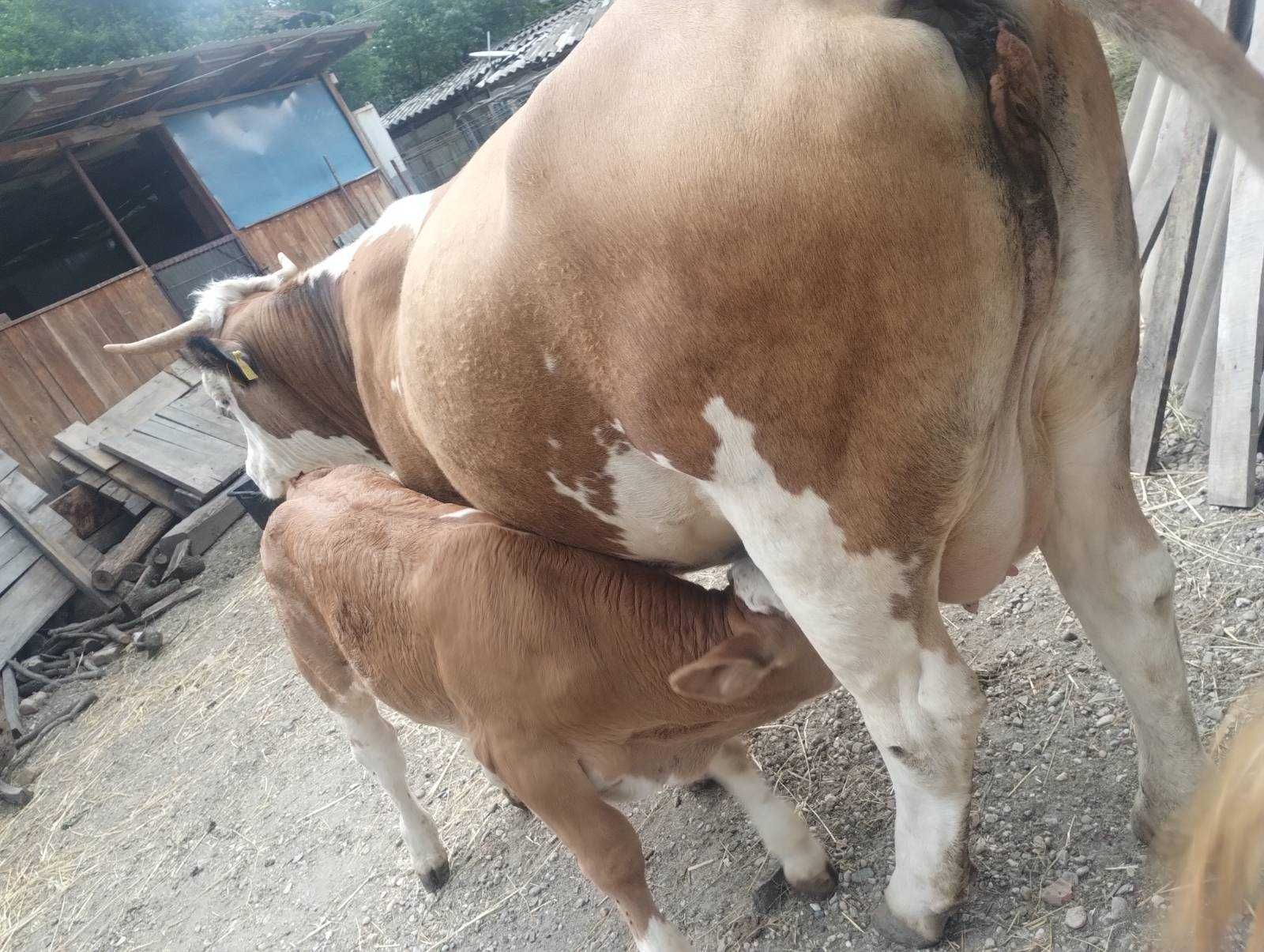Vacă tânără de vânzare cu vitel – prima fătare, sănătoasă și blândă!
