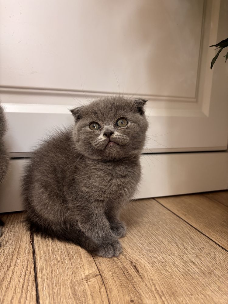 Scottish Fold mushukcha sotiladi: kulrang, sog‘lom va o‘ynoqi