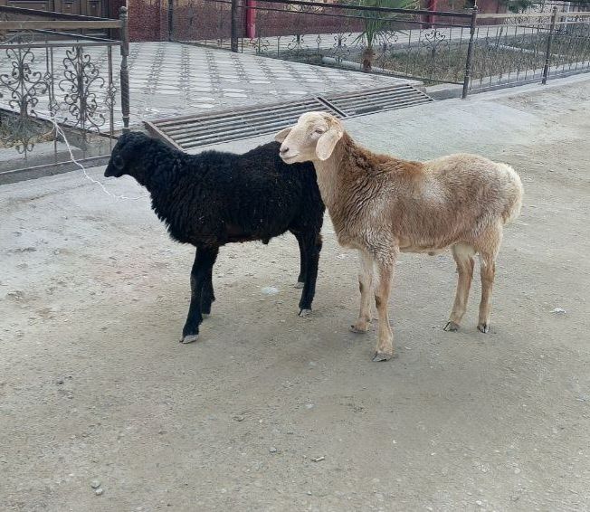 Quylar echki sotiladi arzon