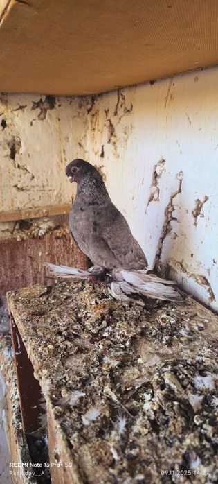 Челкар нар сотилади тайор нар