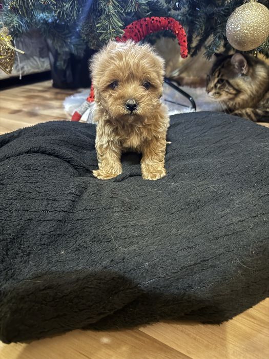 Малтипу момченца