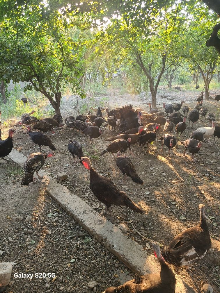 Kurka gulgula **