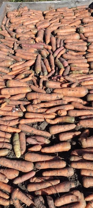 Продам морковку домашнюю.