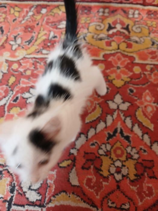 Mushug sotiladi toza