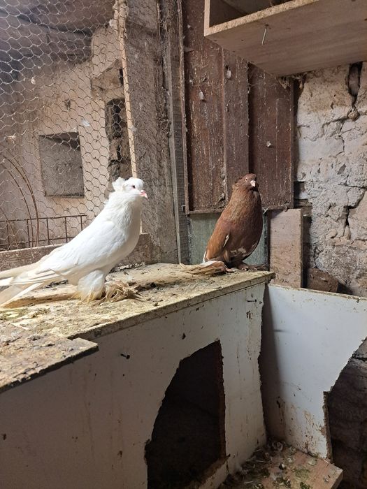 Vând porumbei uriași maghiari