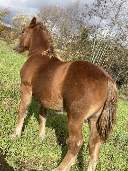 manz de 6 luni de vanzare