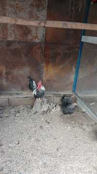 Продам  карликовых  кур две курицы и петух