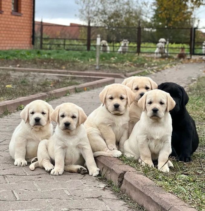Щенята Лабрадора Ретривера