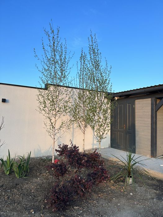 Copaci / Mesteacan / Tei / Platan / Cires