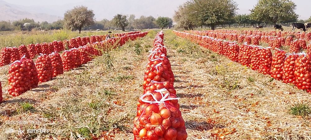 Piyoz sotiladi kelishamiz