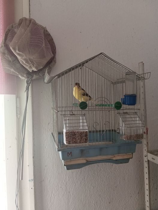 Канари млади и миналогодишни