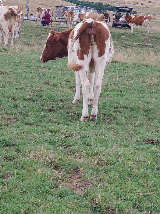 Vând junincă gestantă în 2 luni