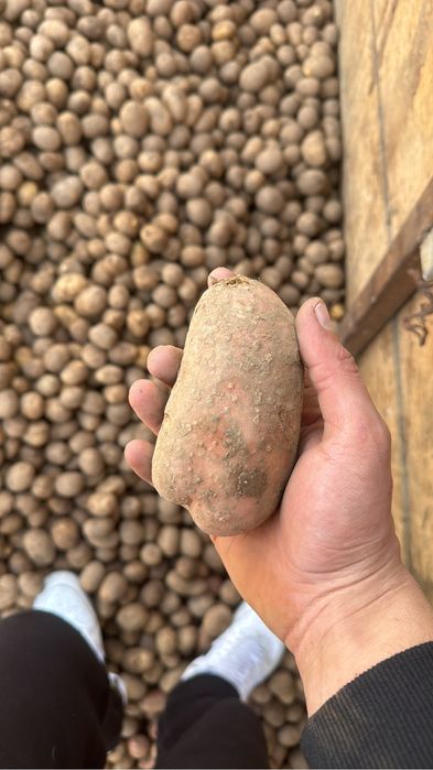 Vand cartofi vrac 0.70 lei /kg