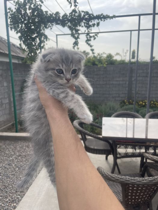Продаются котята скоттиш фолд