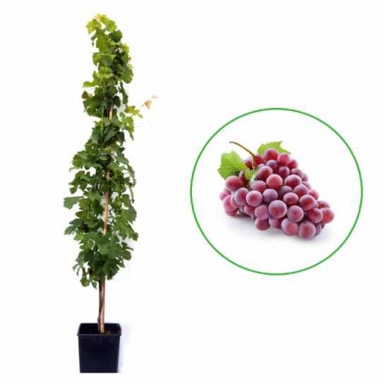 Vita de vie la ghiveci anul 3 pe rod de masa cu si fara samburi