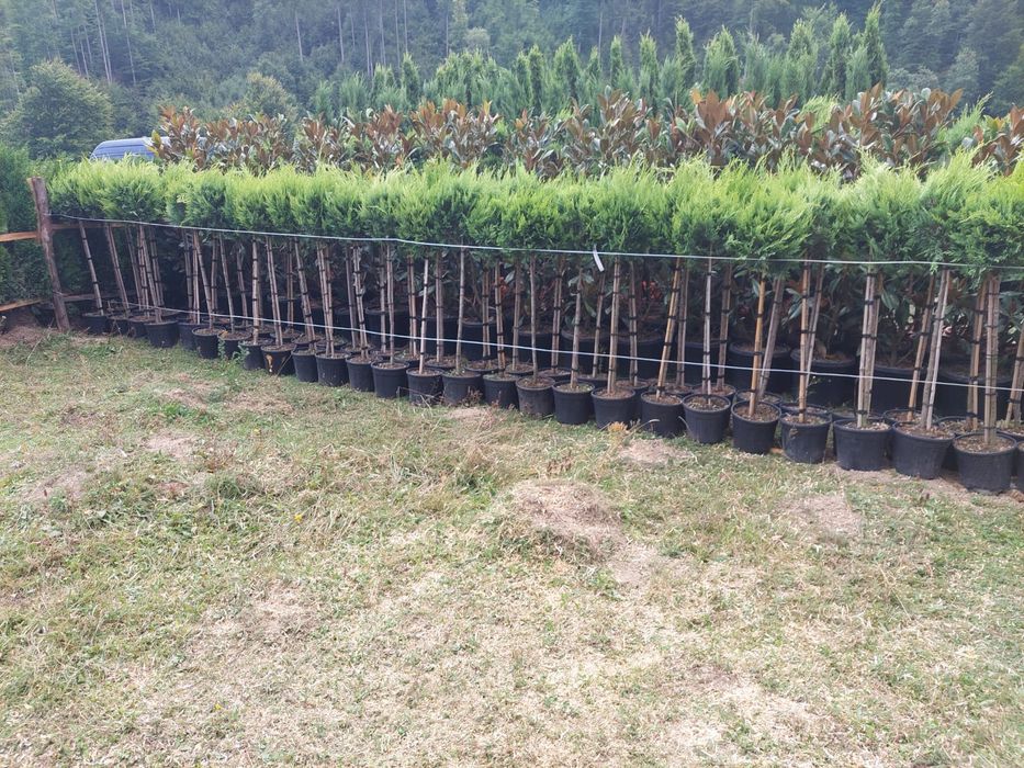 Plante ornamentale pon pon Ylex buxus glob pe tija leilandi brazi argi