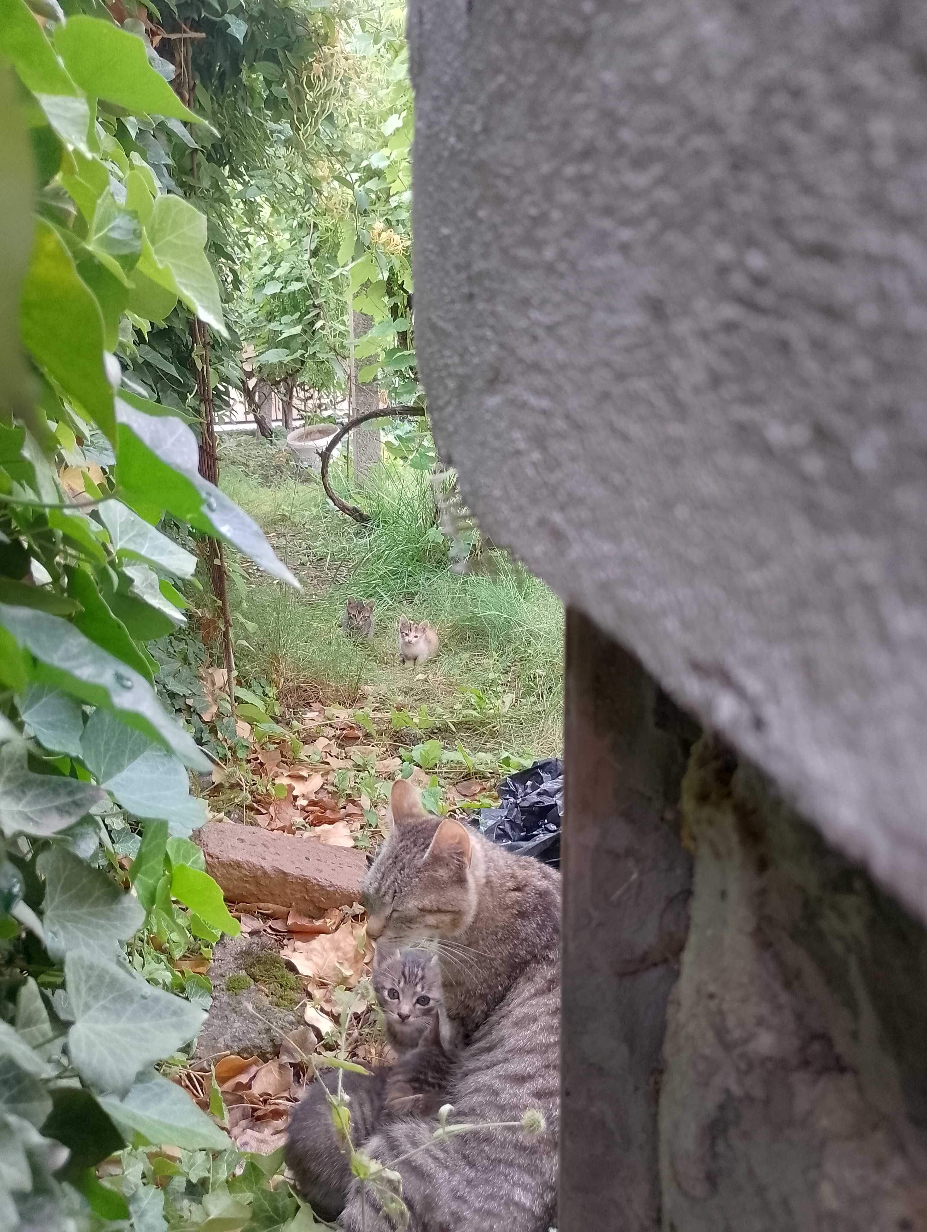 Pisici pentru adoptie
