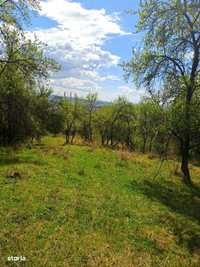 teren de vanzare in Cazanesti ,str Cojocarilor