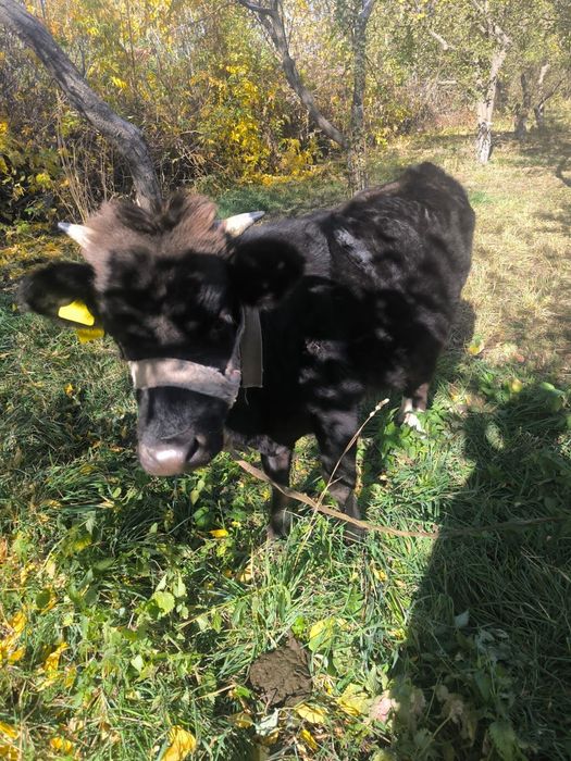 Продам бычок 1,5 года