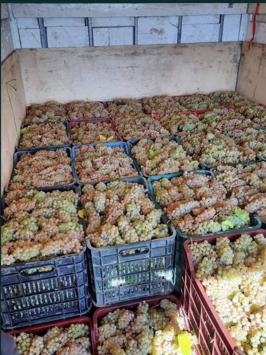Vand struguri de vin Sibiu