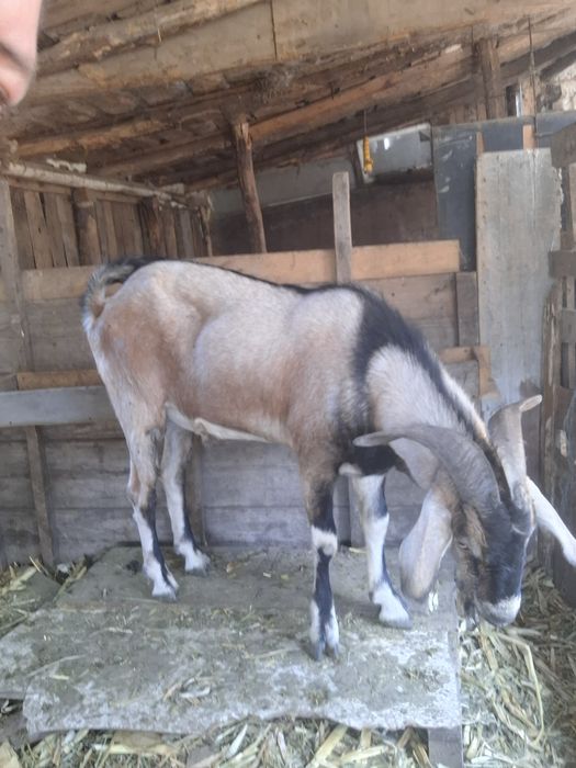 Vand sau schimb angolo nublian