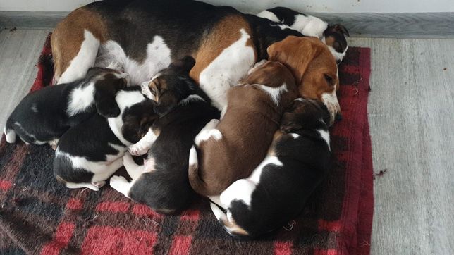 Puiuți beagle cu pedigree