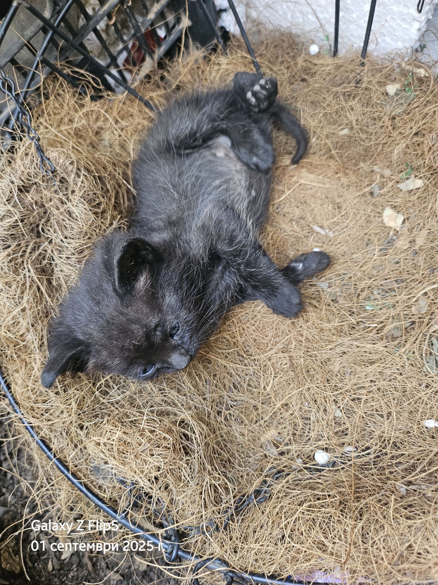 Подарявам котета
