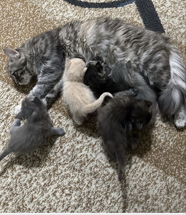 Два котенка от сибирской кошки ищут дом