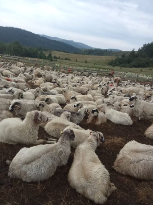 Se vând 200,250 de oi pe ales din 400
