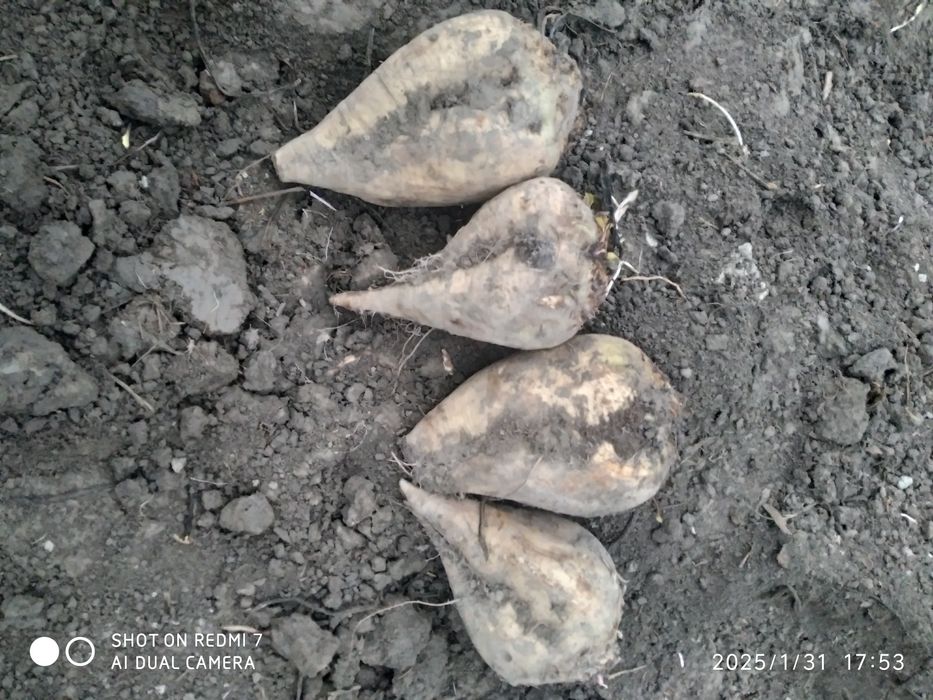 Shakar lavlagi sotiladi 1100