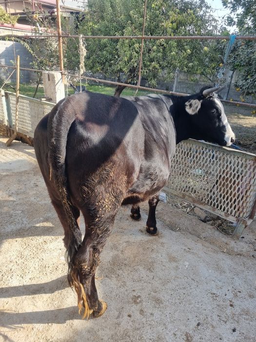 Gibrid bugʻoz gʻunojin sotiladi!!!