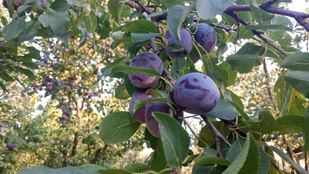Prune BIO – proaspete, dulci, sănătoase, perfecte pentru consum