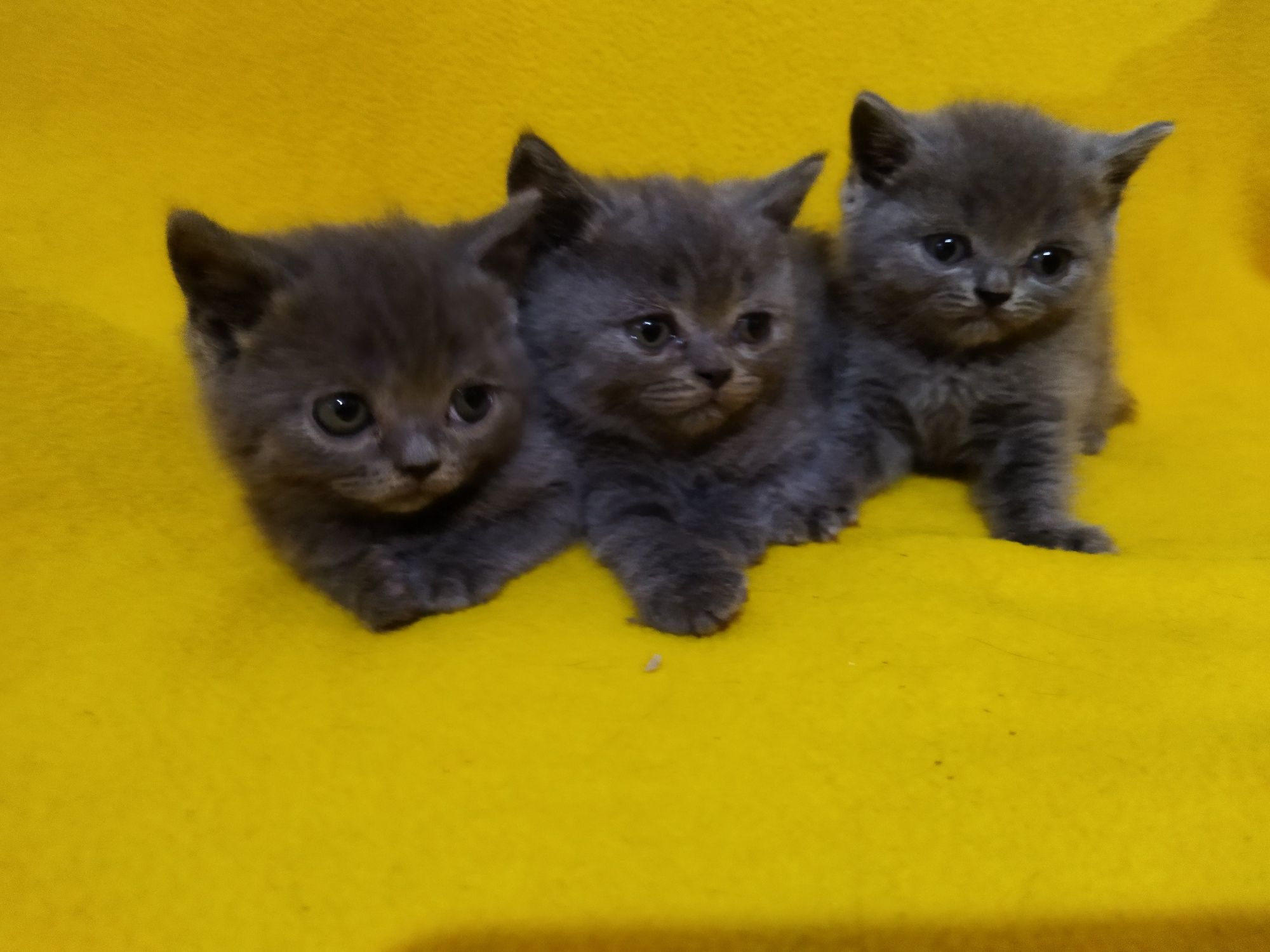 Британски котета !