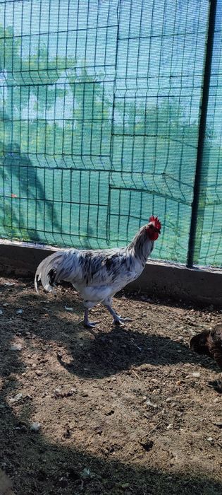 Vand Familie Australorp