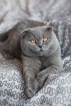 Шотландский вислоухий кот.