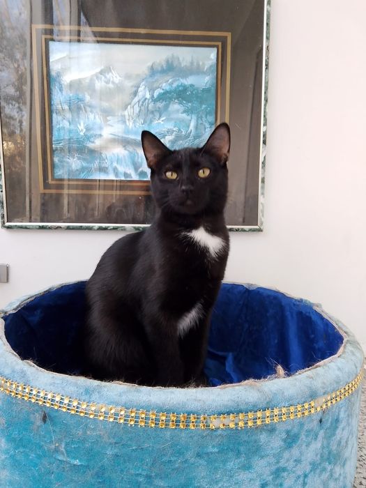 Кошечка ищет самые добрые ручки!