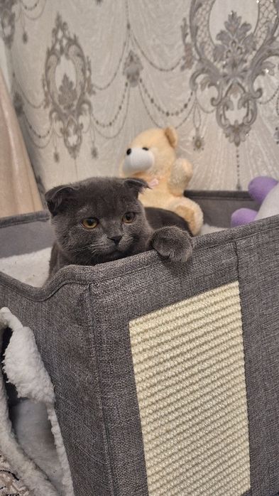 Продается котенок