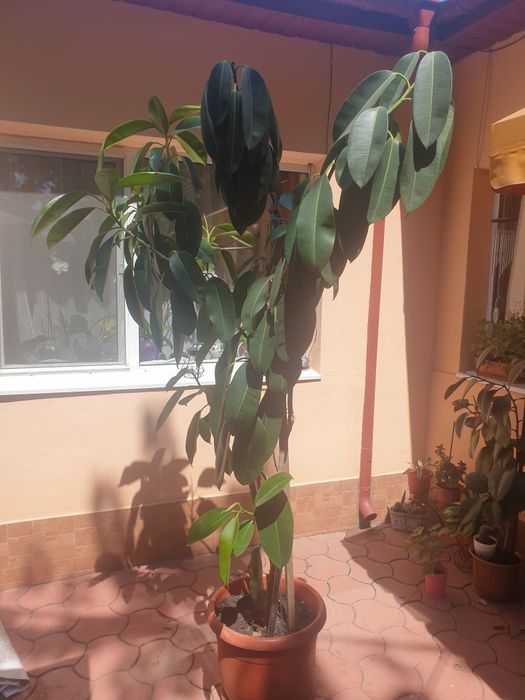 Vand Ficus peste 2 m