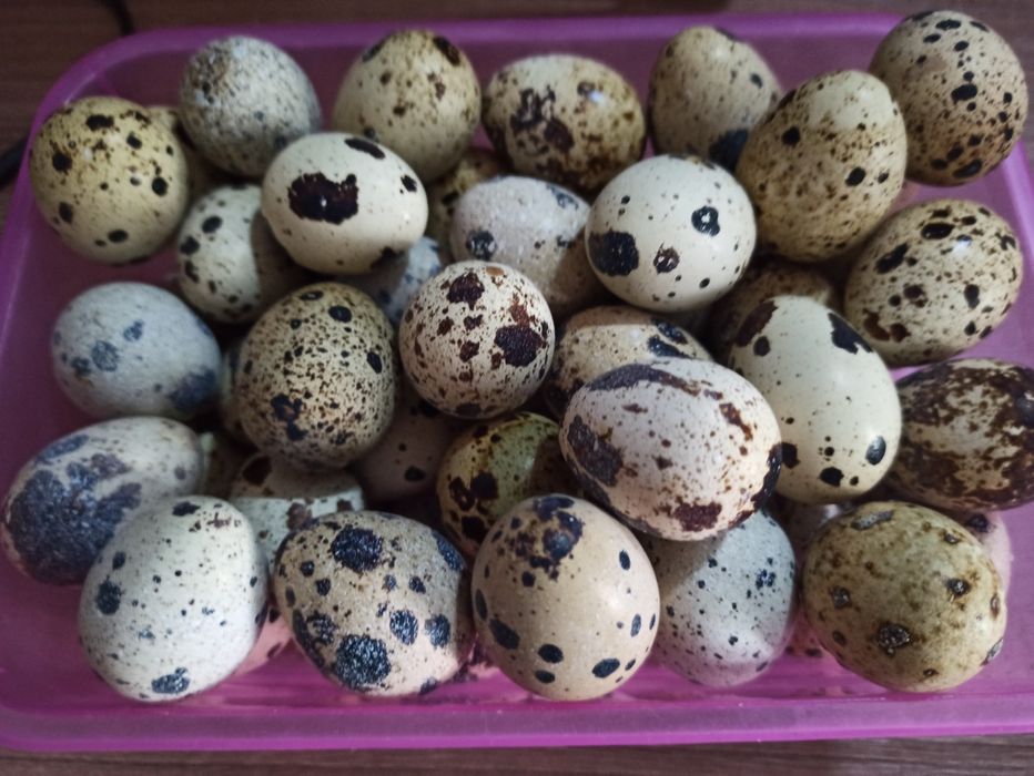 Продам перепелиное яйцо