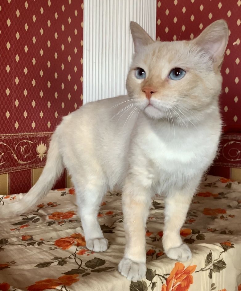 Котик ищет семью