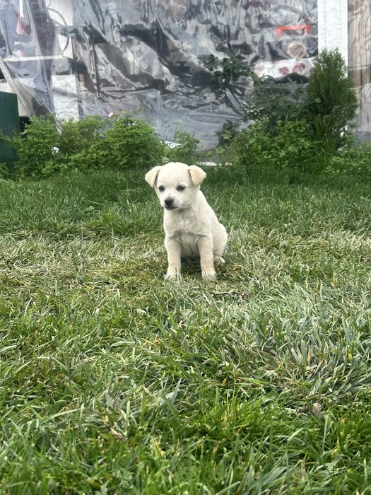 Две братчета си търсят дом Бял Пинчер