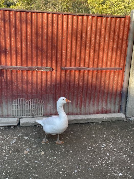 Vand gâscan de anul acesta